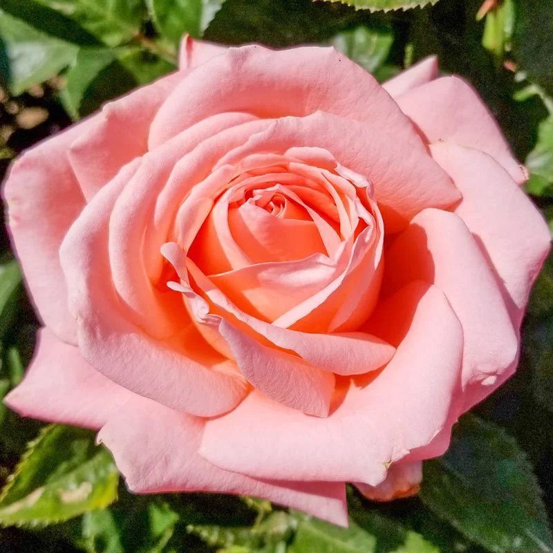 The Alnwick® RoseTM — Select Roses